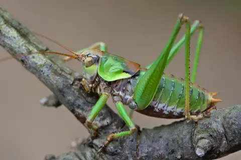 Chopard's Mountain Bush-cricket