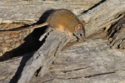 Yellow-footed Antechinus