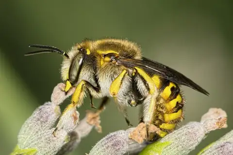 European Woolcarder Bee