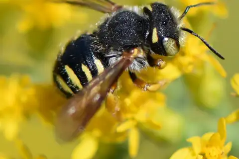 Oblong Woolcarder Bee