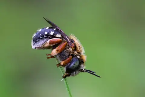 Punctate Wool-carder Bee