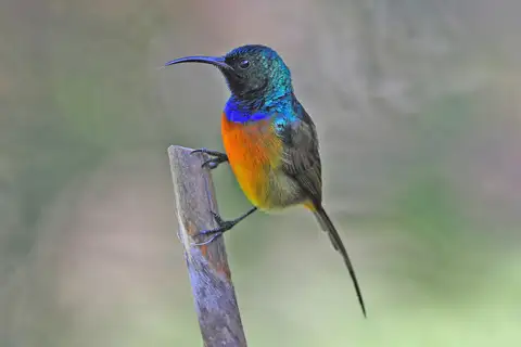 Orange-breasted Sunbird