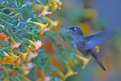 Santa Marta Blossomcrown