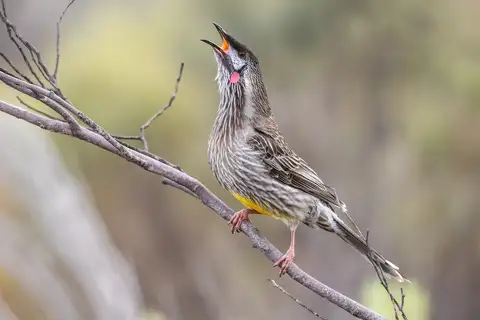Red Wattlebird