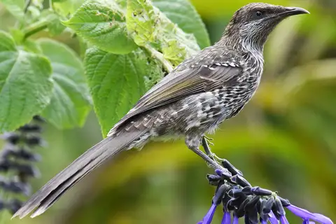 Little Wattlebird