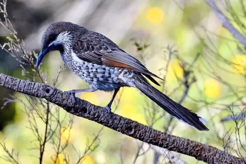 Western Wattlebird