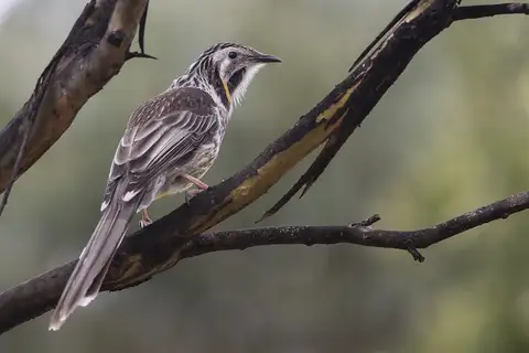 Yellow Wattlebird