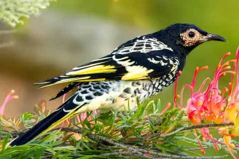 Regent Honeyeater