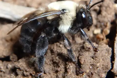 Abrupt Digger Bee