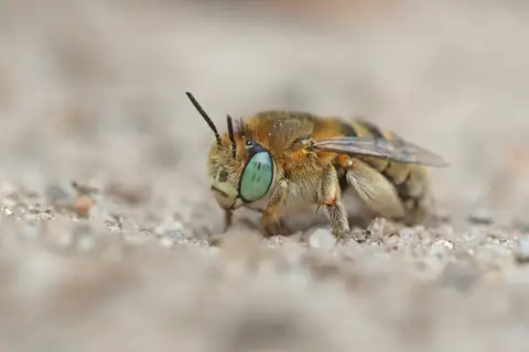 Green-eyed Flower Bee