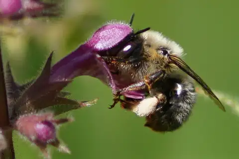 Fork-tailed Flower Bee