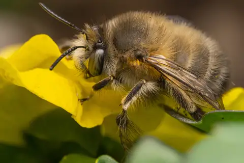 Hairy-footed Flower Bee