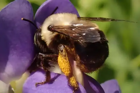 Anthophora ursina