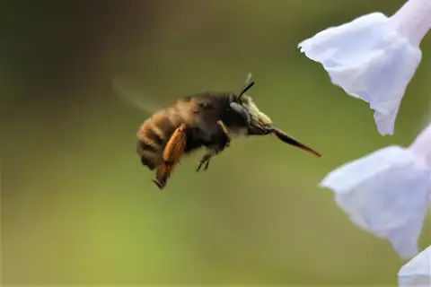 Asian Shaggy Digger Bee