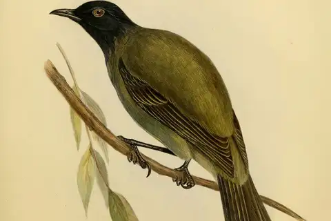 Chatham Islands Bellbird