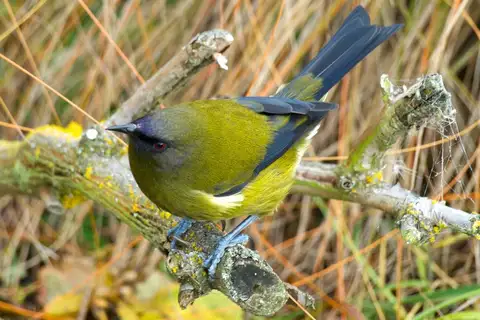 New Zealand Bellbird