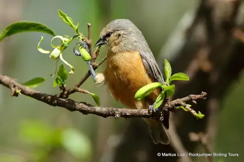 Grey Penduline Tit