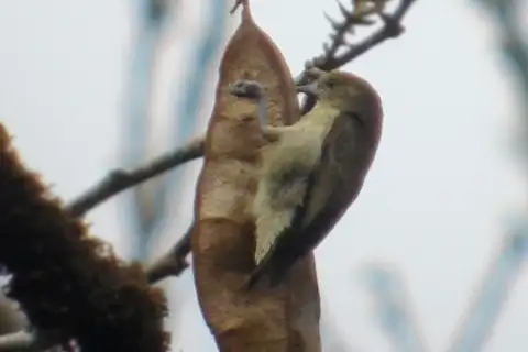 Forest Penduline Tit