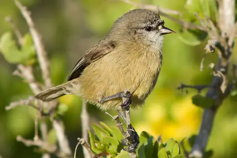 Cape Penduline Tit