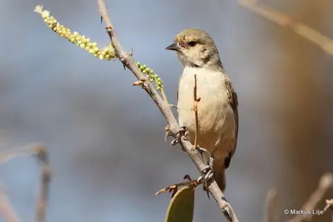 Mouse-colored Penduline Tit