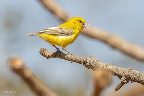 Yellow Penduline Tit