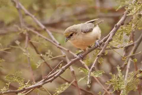 Sennar Penduline Tit