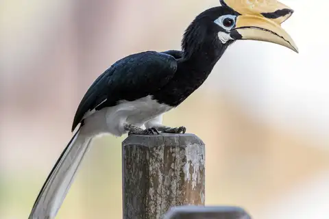 Oriental Pied Hornbill