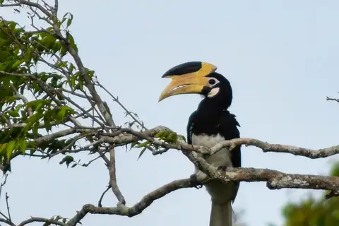 Malabar Pied Hornbill