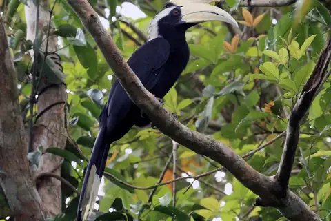Black Hornbill