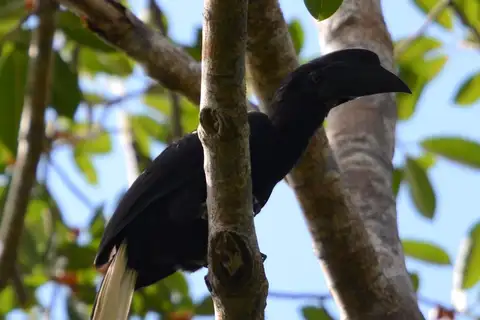 Sulu Hornbill