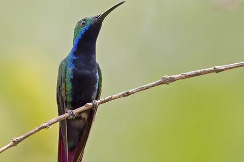 Black-throated Mango