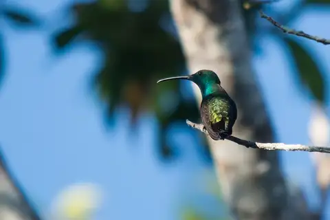 Green-throated Mango