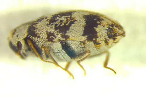 Asian Carpet Beetle