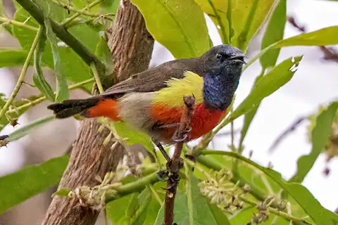 Anchieta's Sunbird