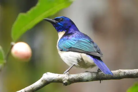Violet-tailed Sunbird