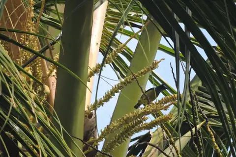 Grey-throated Sunbird