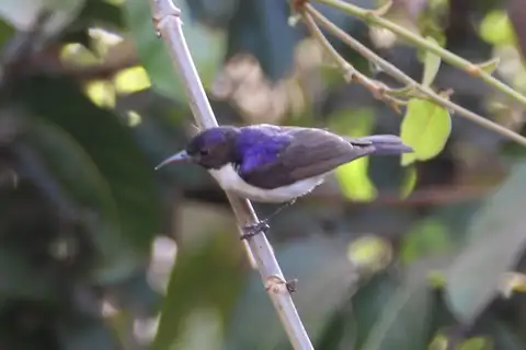 Western Violet-backed Sunbird