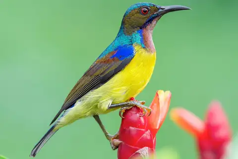 Brown-throated Sunbird