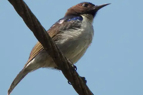 Uluguru Violet-backed Sunbird