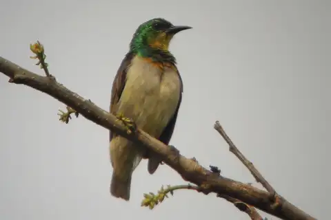 Yellow-chinned Sunbird