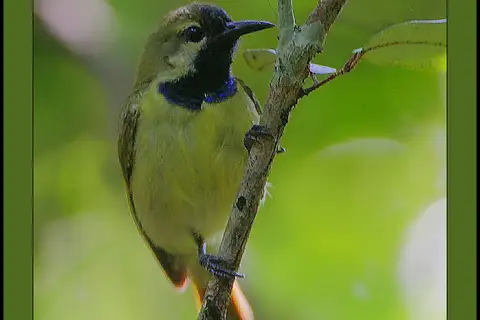 Plain-backed Sunbird
