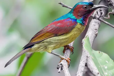 Red-throated Sunbird