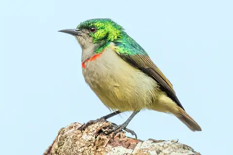 Banded Green Sunbird