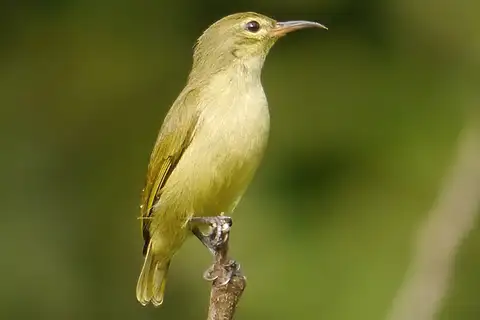 Little Green Sunbird