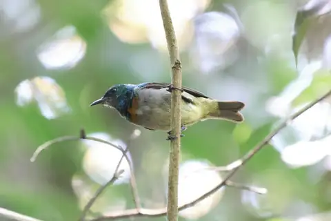 Grey-chinned Sunbird