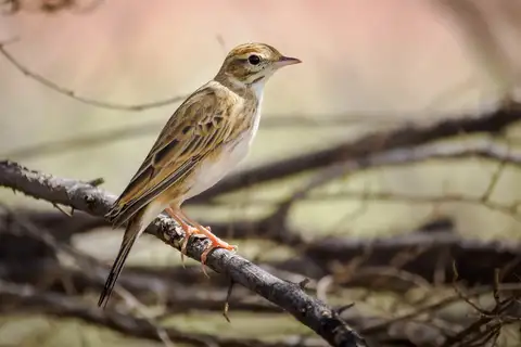 Australian Pipit