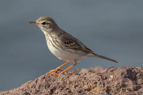 Berthelot's Pipit