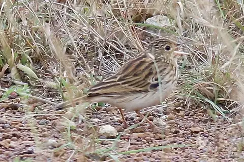 Short-tailed Pipit