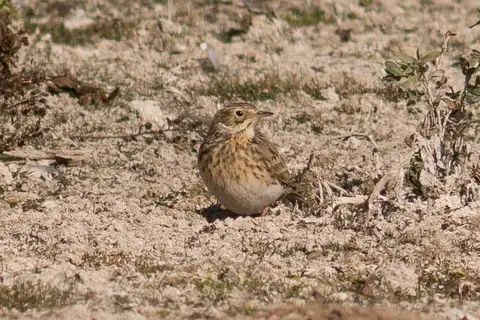 Puna Pipit