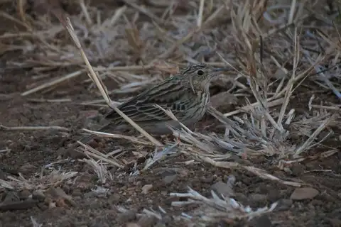 Bushveld Pipit